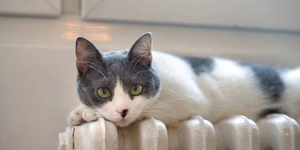 Как нейтрализовать кошачий запах в квартире: проверенные методы от карельских ветеринарных докторов