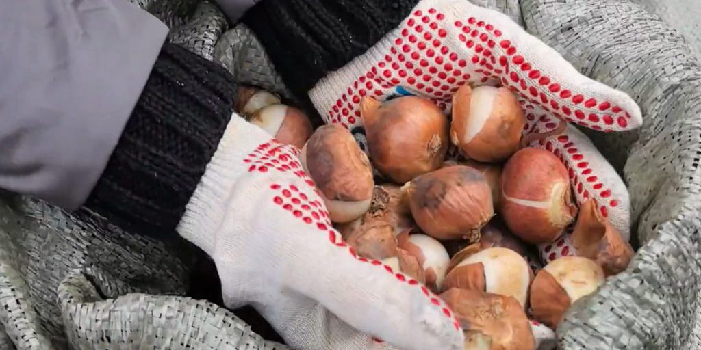 Символ района: волоконовцы отметили Единый день посадки тюльпанов