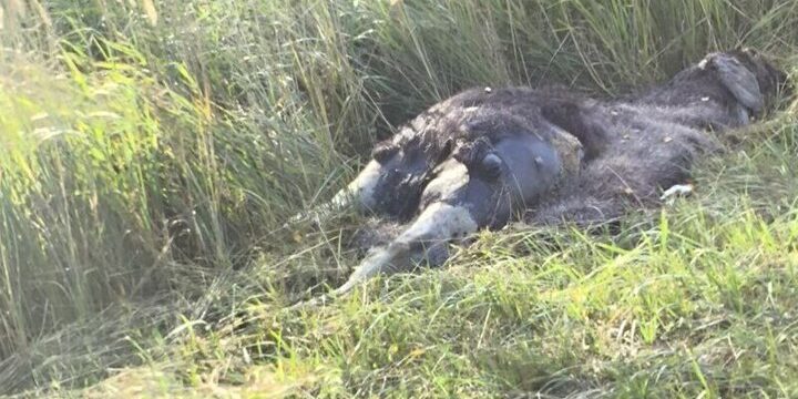 В Ярославском районе у дороги две недели лежит мертвый лось