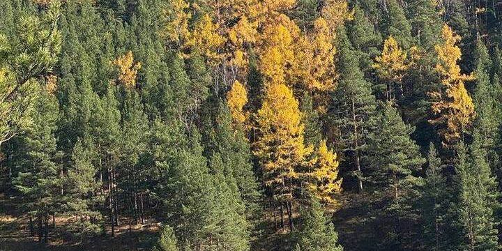 Ricerca di orsi con drone ad Abaza: una nuova frontiera nella conservazione della fauna selvatica