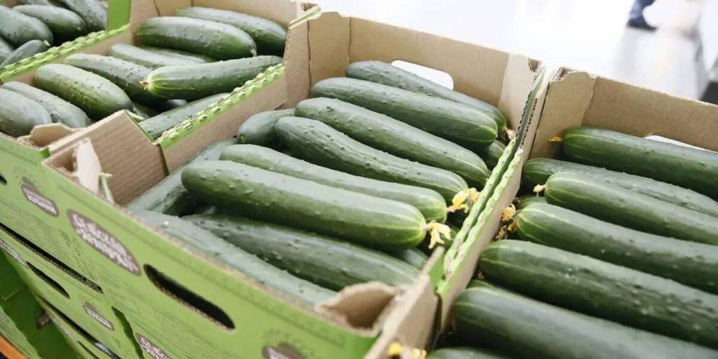 La Collaborazione tra Agricoltori: Una Soluzione per lo Sviluppo del Settore Agricolo