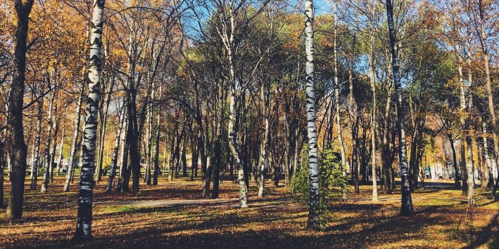Persone disperse nelle foreste della regione di Vologda: 120 casi dall'inizio dell'anno, un allarme per la sicurezza