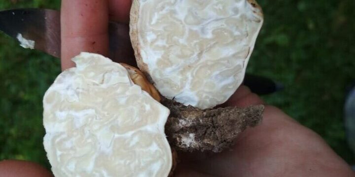 Сезон русского белого трюфеля начался в Подмосковье