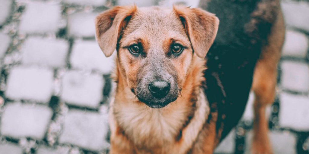 Липчане вновь бьют тревогу из-за уличных собак