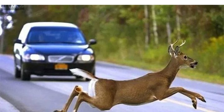 Десятки диких животных в Карелии были сбиты автомобилями с начала года