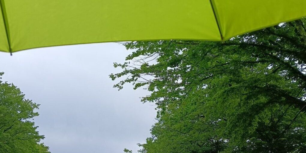 Калининградцев предупредили об усилении ветра в выходные