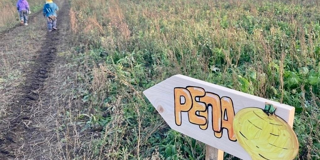 Праздник Ижорской репы стартует в Пудости