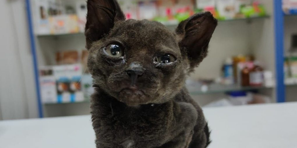 Трех обгоревших котят нашли в мусорном баке в Ростовской области