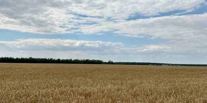 Аграрии Рязанской области продолжают уборку поздних культур и сев озимых