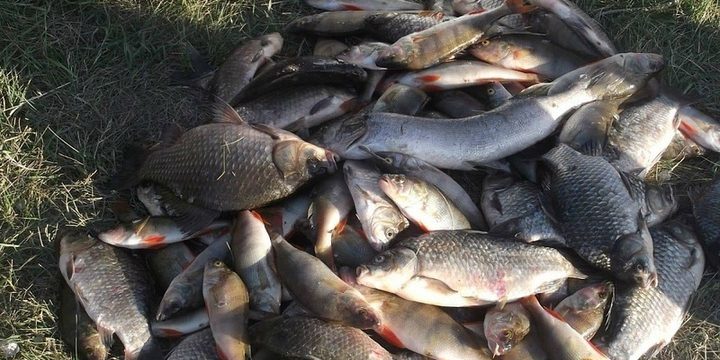 В Пучеже женщина ловила рыбу по-крупному