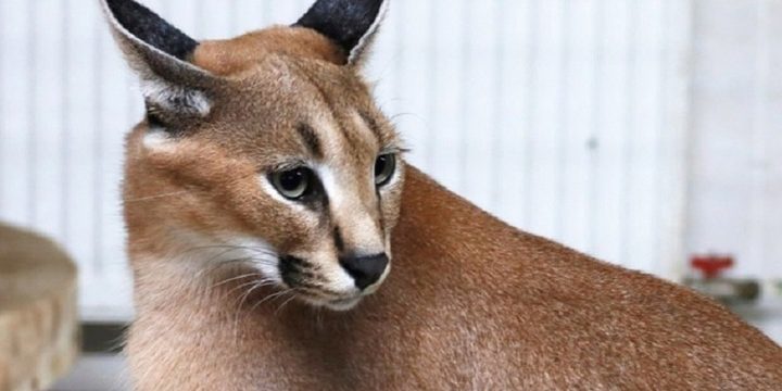 Своенравный каракал Мау ищет спутницу в Карелии