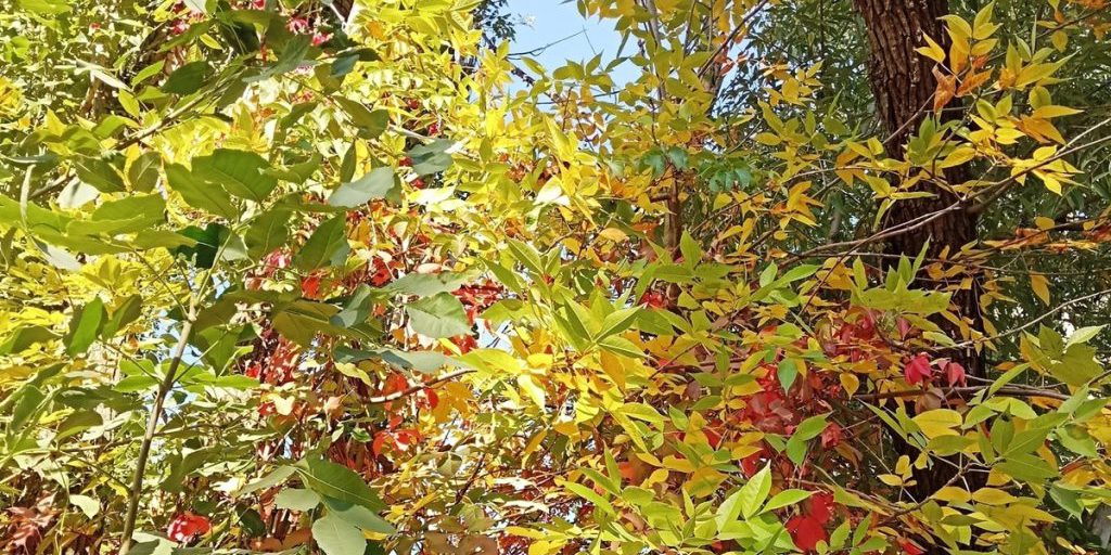 Tempesta Geomagnetica del 6 Ottobre: Previsioni e Impatti sulla Vita Quotidiana