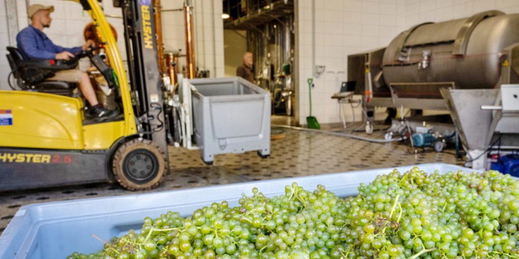 Пресс для винограда насмерть раздавил сына-винодела на глазах у отца