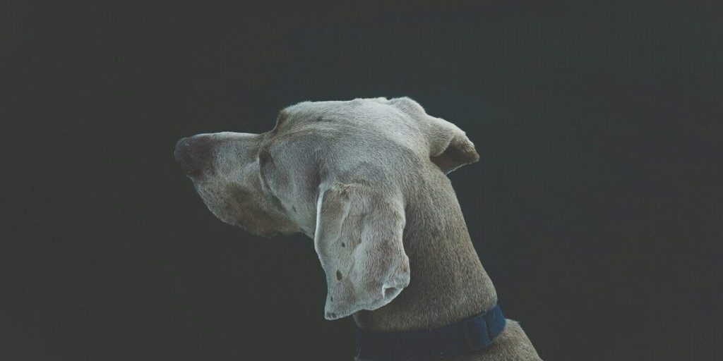 Липецкие ветеринары спасли дворнягу с порезами на шее и спине