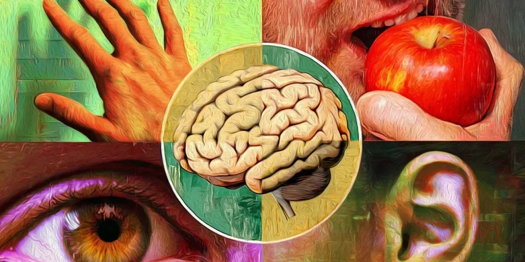 Scienziati scoprono 33 sensi nel corpo umano, superando i tradizionali cinque.