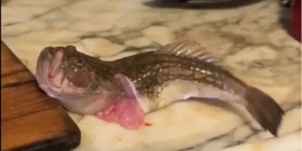 Pesce scivola via dalla mano del cuoco dopo cinque ore di pulizia