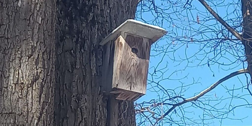 Ставропольцы присоединились к всероссийской переписи воробьёв