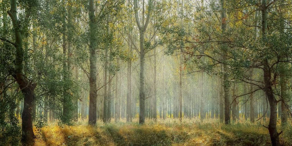 В Нижегородской области незаконно присвоили 77 га леса