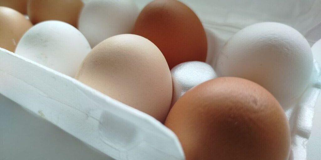 Петербуржцев поздравили с Днём яйца в Ленинградском зоопарке