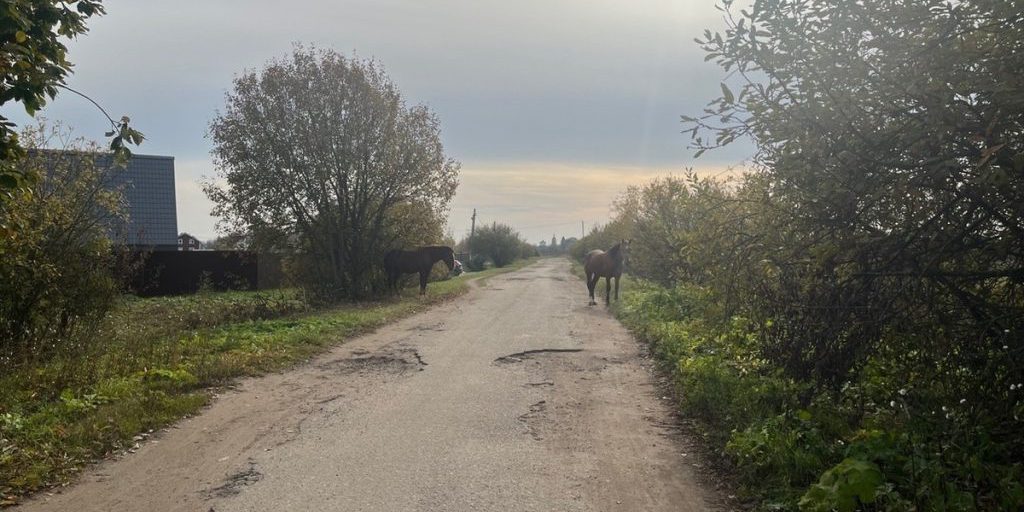 В Ярославском районе ищут хозяев блудным лошадям