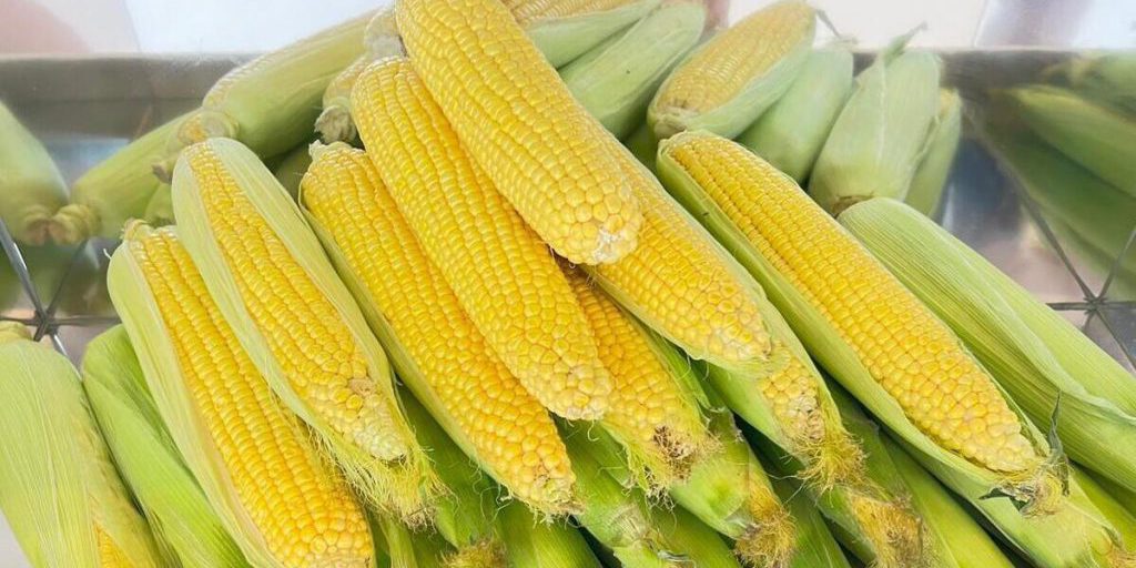 На Ставрополье проверили свыше ста образцов кукурузы на безопасность