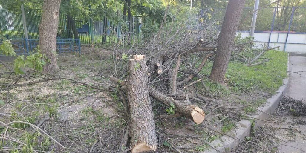 В Калининграде на улице Ватутина вырубят 15 деревьев