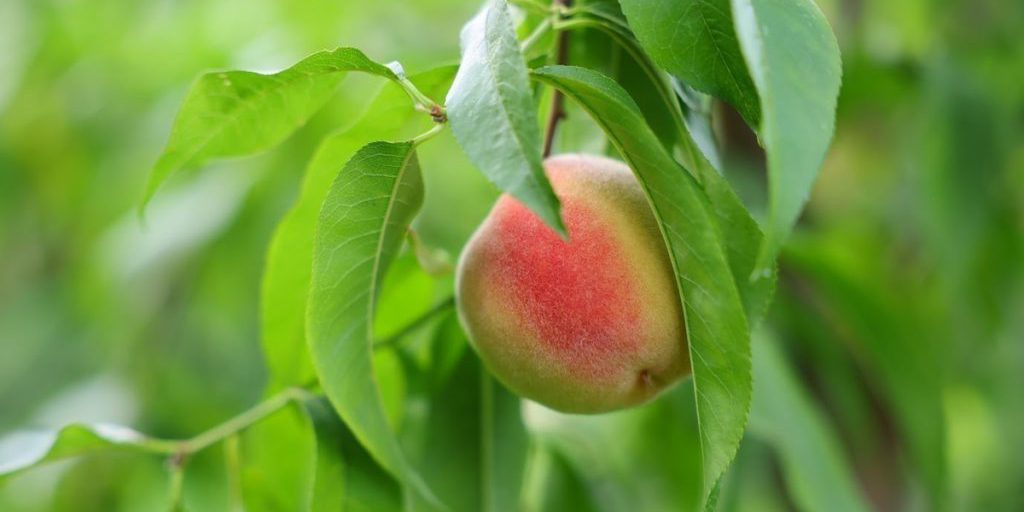 Волгоградским садоводам рассказали о правильном выращивании персика из косточки