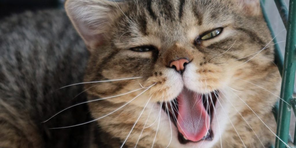 Tierheim in NRW wundert sich über Katze – ein Blick auf die Pfoten erklärt alles