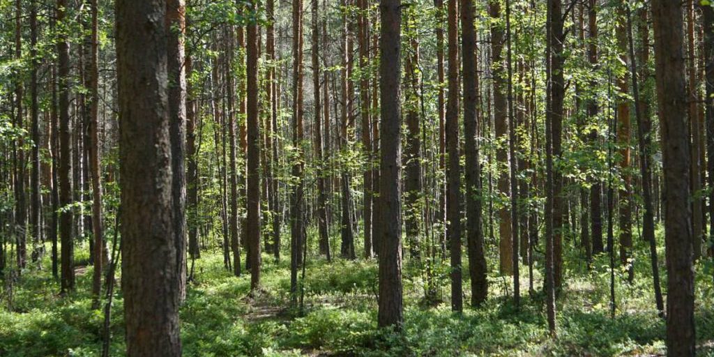 В Приозерске барсук делит дом с пушистым квартиросъёмщиком