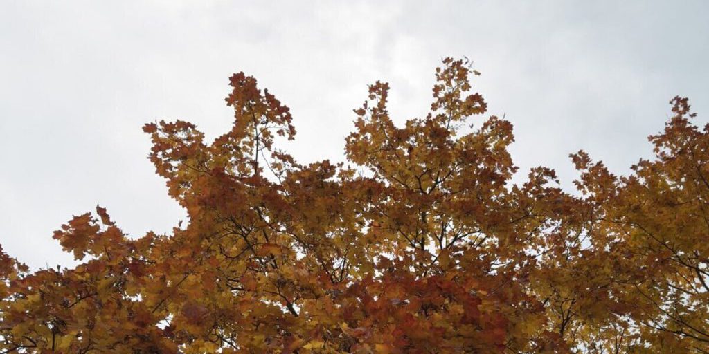 Previsioni Meteo per la Regione di Kaliningrad: Aumento delle Temperature e Possibili Piogge Brevi