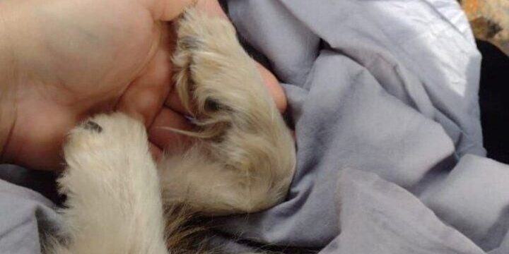 Воронежцы массово требуют наказать водителя, переехавшего собаку на глазах у детей