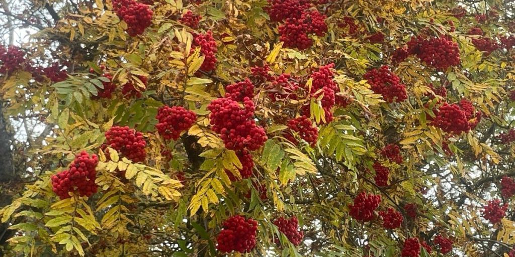 Смолянам рассказали о погоде на Харитонов день