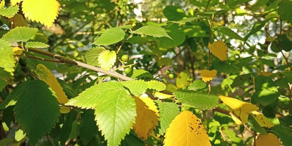 Tempesta Geomagnetica di Intensità 3 Prevista per il 16 Settembre: Cosa Aspettarsi e Come Prepararsi