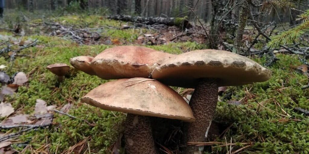 В Калининградской области уже пострадали 12 грибников