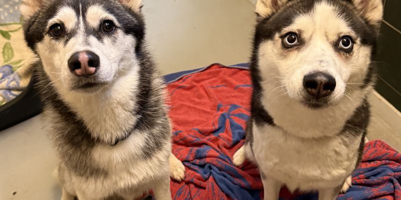 Due cani femmine arrivano in un rifugio di animali in Nordrhein-Westfalen (NRW)