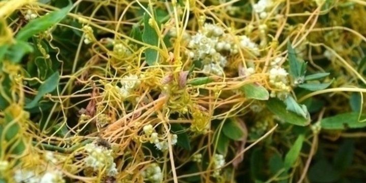 Опасный карантинный сорняк обнаружен в Курской области