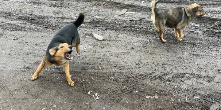 Come Comportarsi con i Cani Randagi: Consigli e Precauzioni per la Sicurezza Pubblica