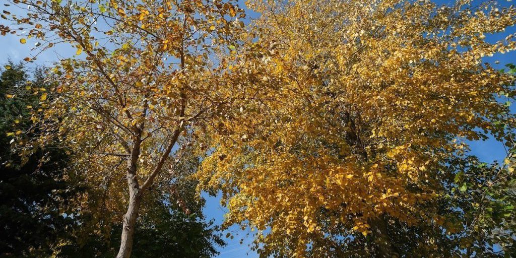 Il 20 Ottobre: Tradizioni e Credenze per Allontanare le Disgrazie