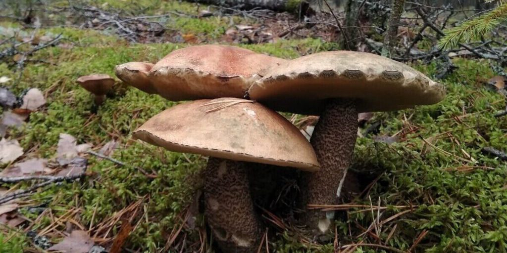 В Петербурге пройдет фестиваль для любителей грибов