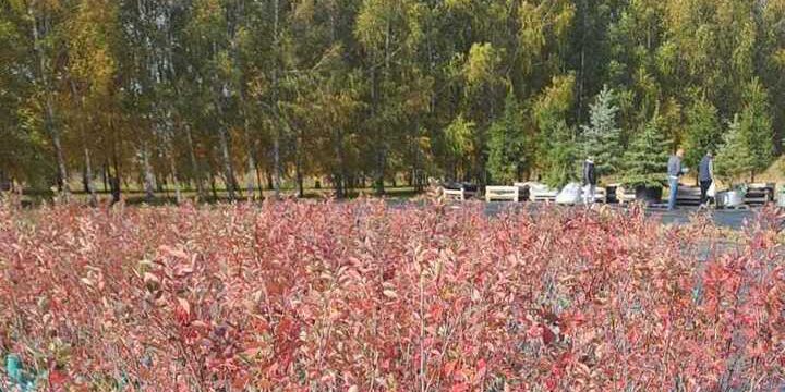 Осенью в Воронеже высадят свыше тысячи новых растений