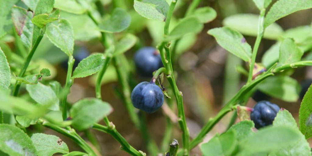 I Mirtilli: un Alimento Naturale per Rafforzare il Sistema Immunitario dei Bambini