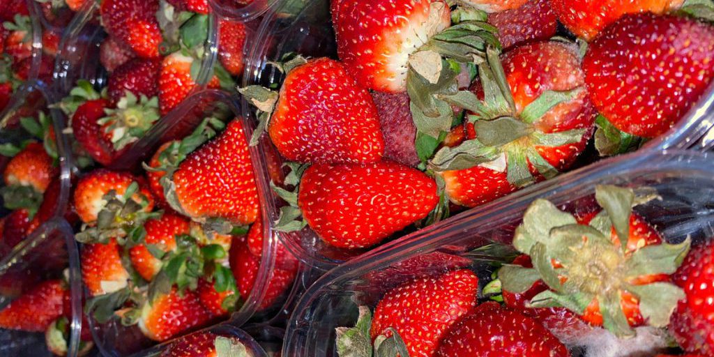 Coltivazione di Fragole in Novembre: Tecniche e Conseguenze per una Produzione di Successo