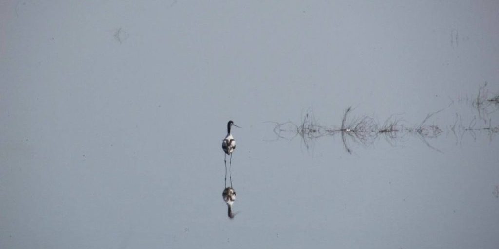 Scoperta di specie avicole a rischio di estinzione sulla penisola di Kuban: un'importante sfida per la conservazione della biodiversità