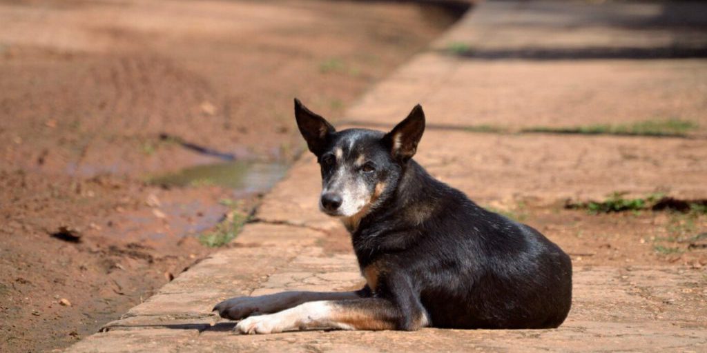 Бездомные собаки продолжают создавать проблемы для липчан