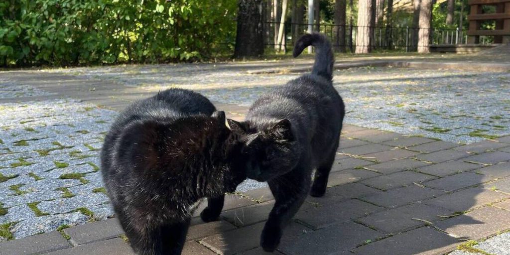 Pronostico Meteo per San Pietroburgo del 21 settembre: previste piogge brevi e temperature estive