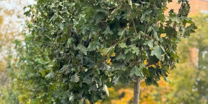 Владислав Шапша делает ставку на крупномеры