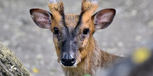 Cervo Mo salvato dallo zoo di Kiev dopo frattura della mascella in attacco russo