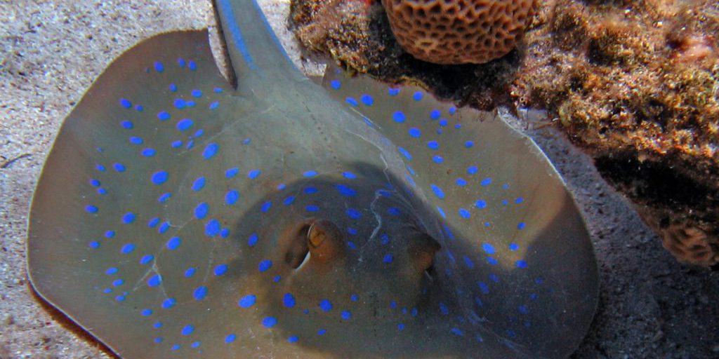 Скат-хвостокол на ужин чуть не стоил россиянке жизни