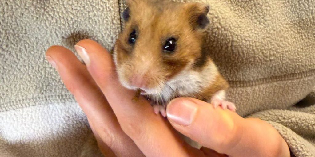 Padre e figlio consegnano criceto sporco al rifugio di animali di Köln‑Dellbrück