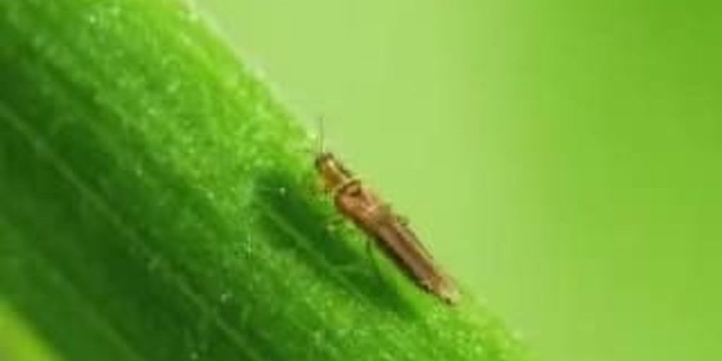 Жителей Ростовской области предупредили об опасном карантинном вредителе — цветочном трипсе